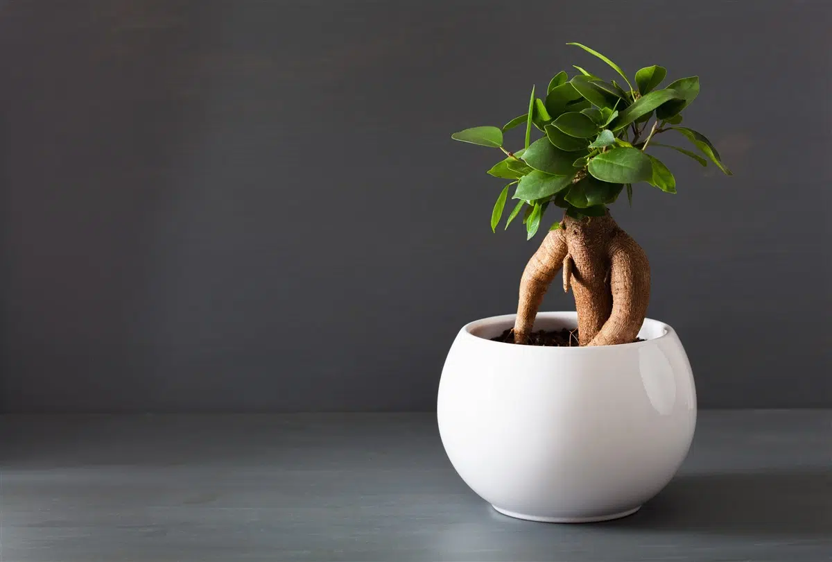 Bienfaits Ginseng Frais