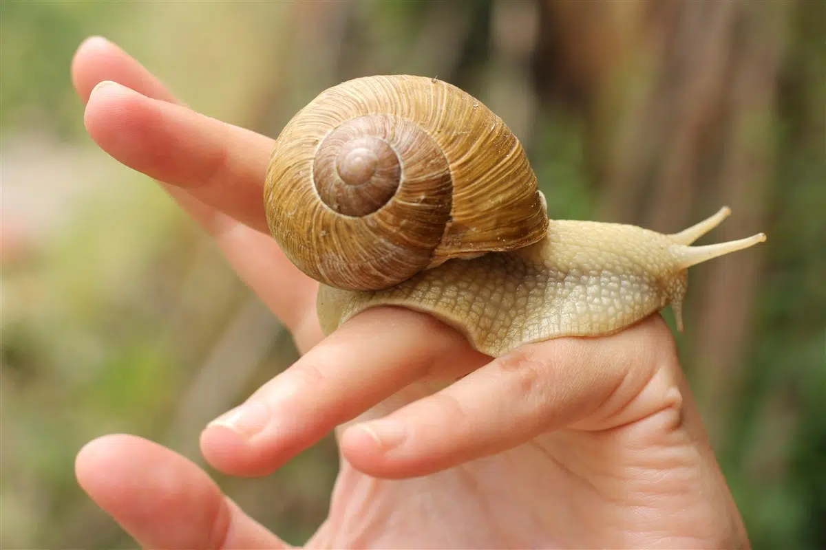 escargot carnivore de Floride