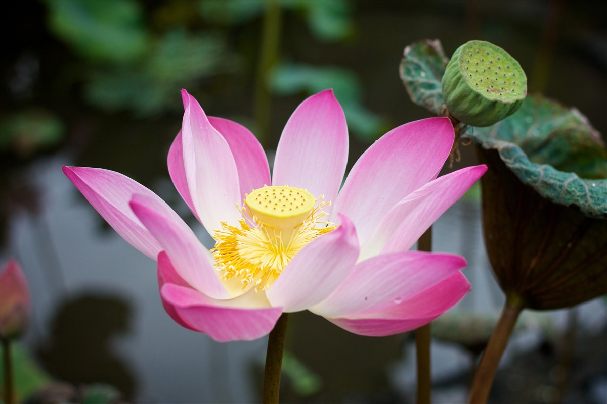 La symbolique sacrée de la fleur de lotus dans les cultures orientales