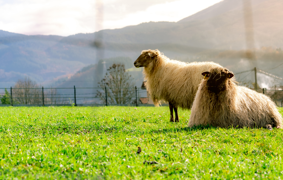 élevage de moutons