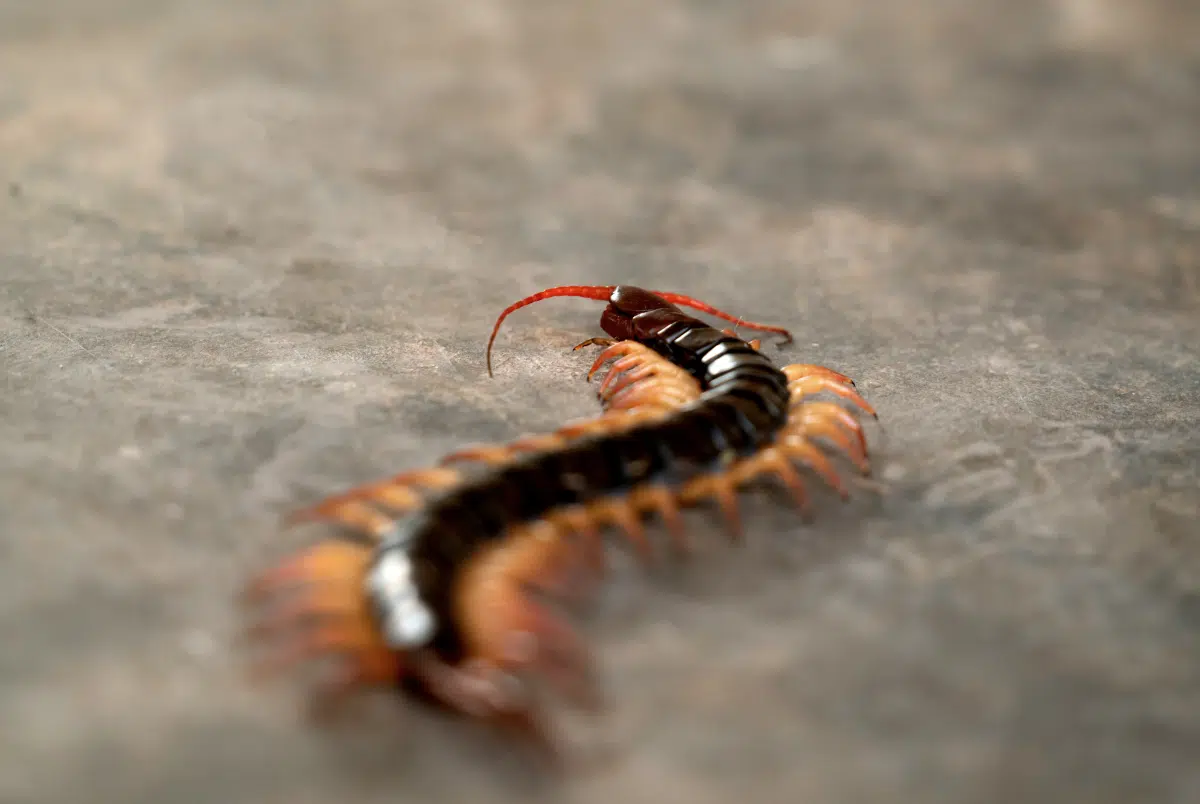 mille-pattes dans la maison