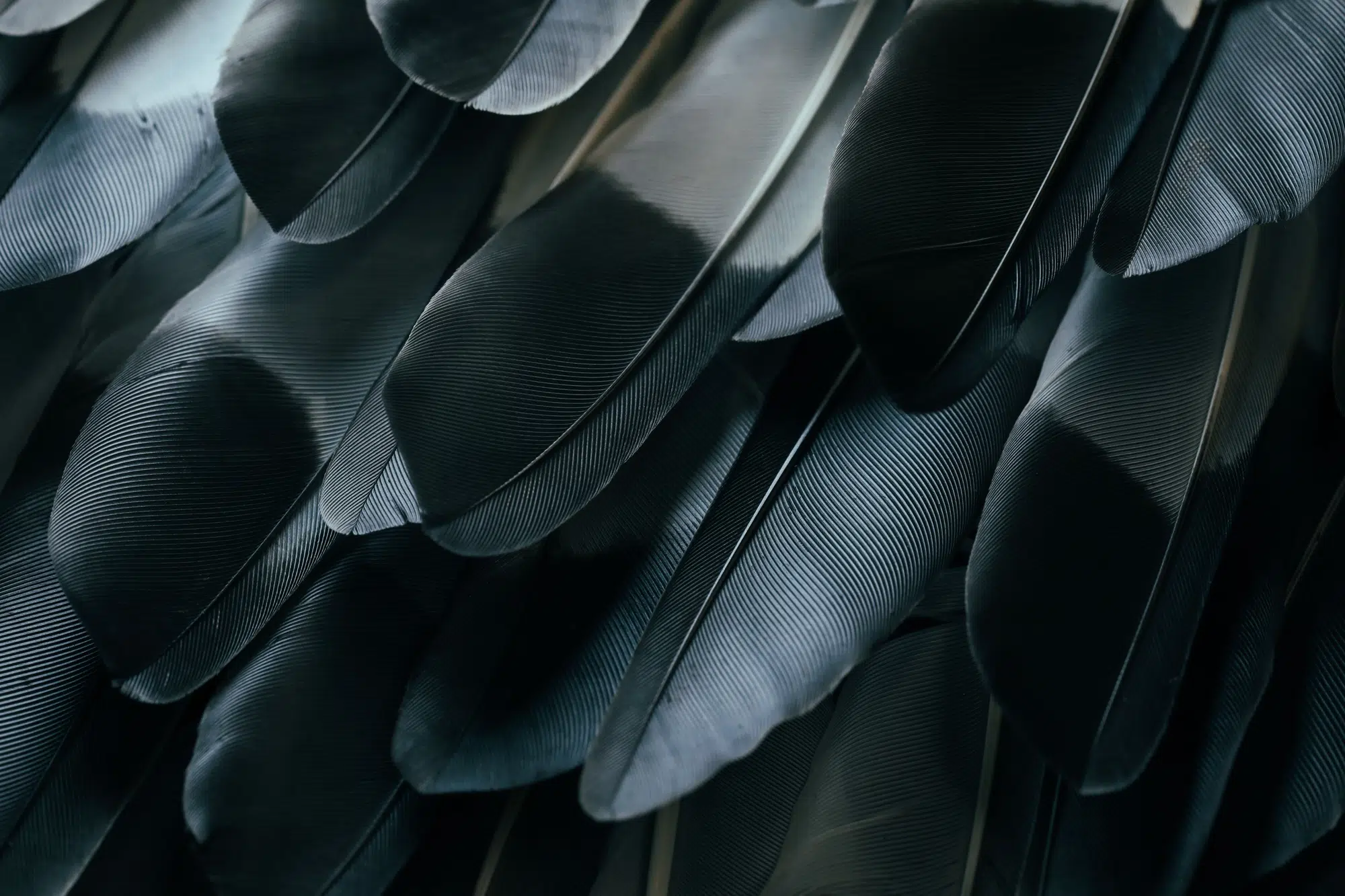 Close-up shot of a collection of black feathers with a silver glow.