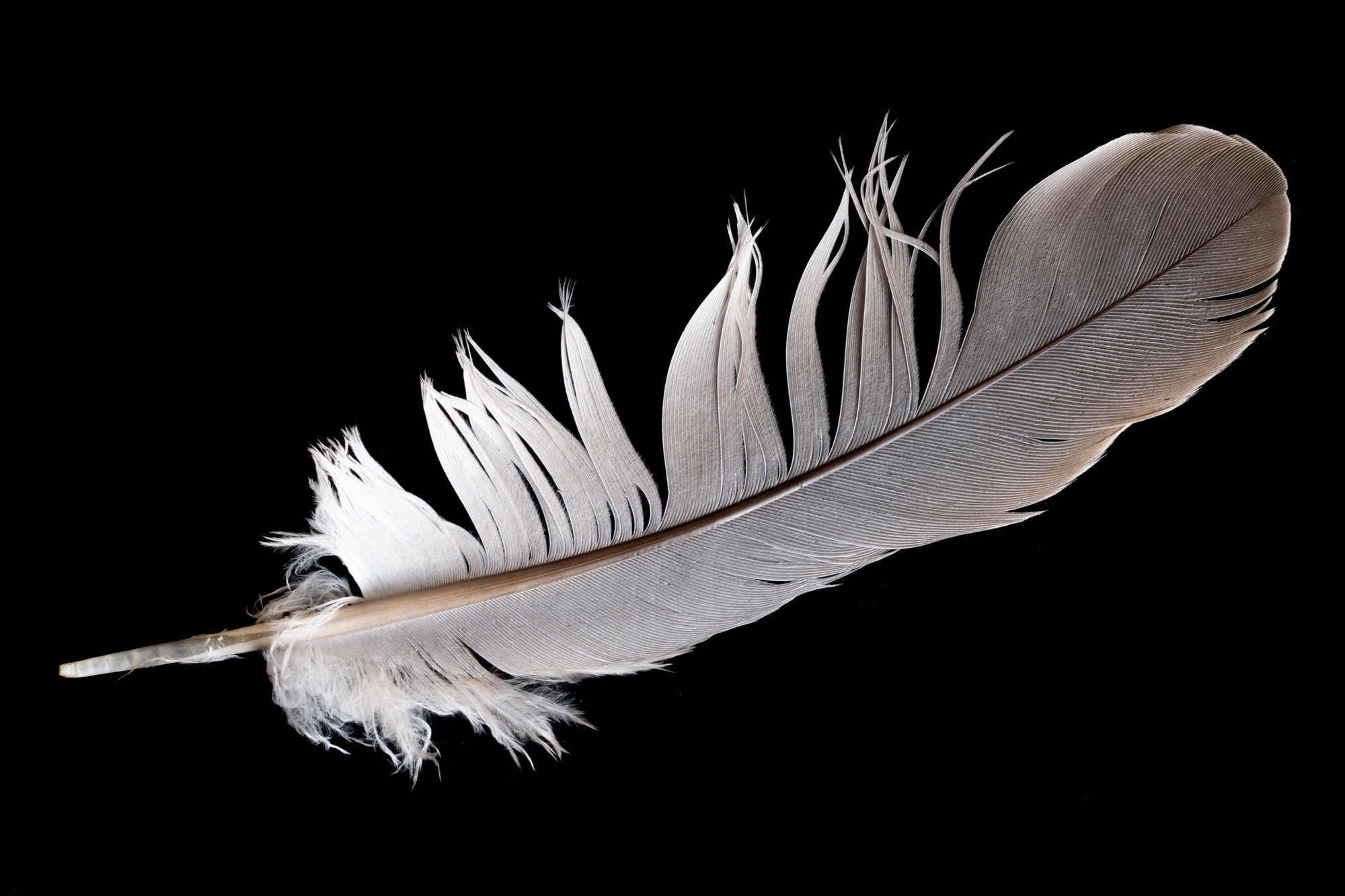 gray dove feather on black isolated background