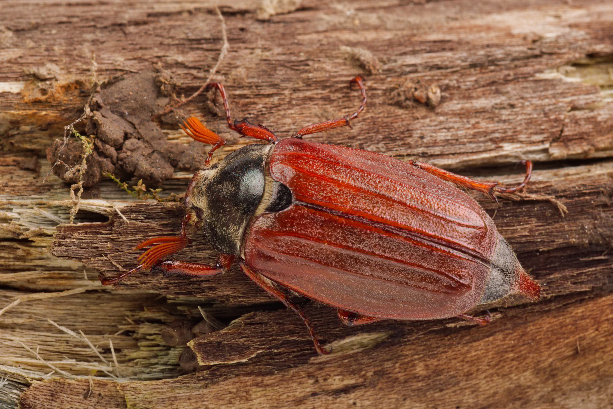 Cockchafer (Melolontha melolontha) on a wood