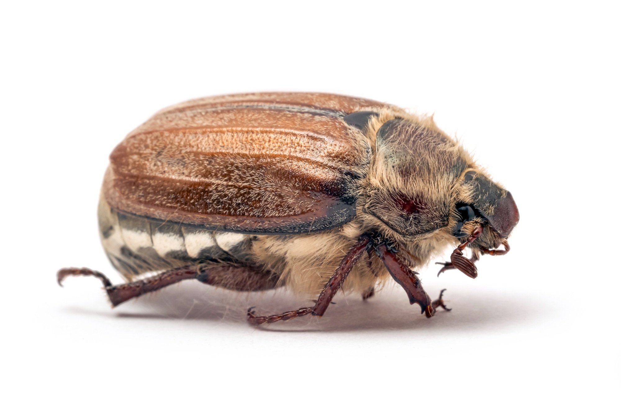 Cockchafer, or may bug