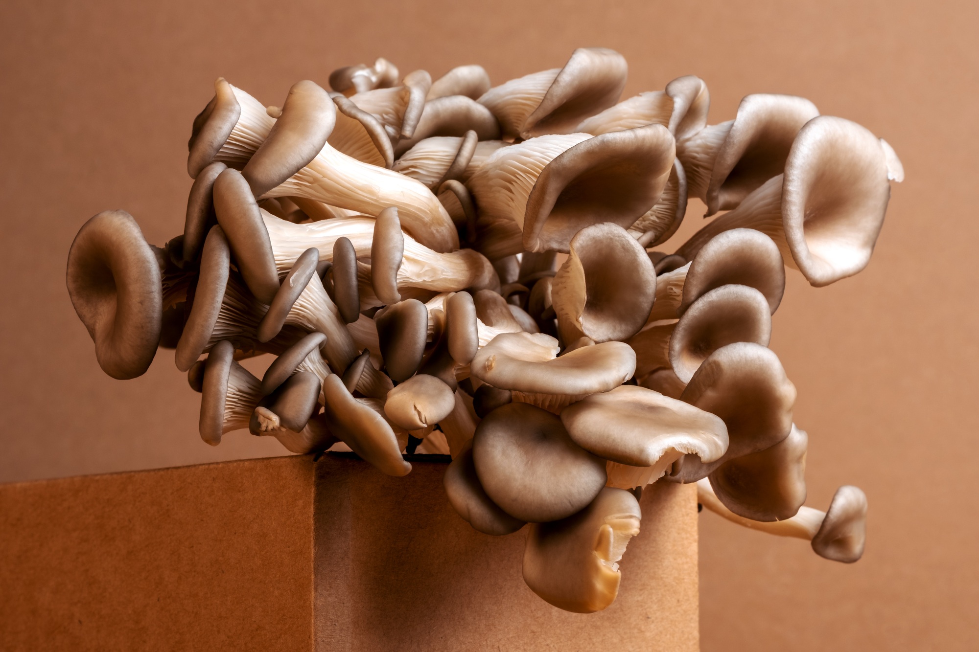 champignons 