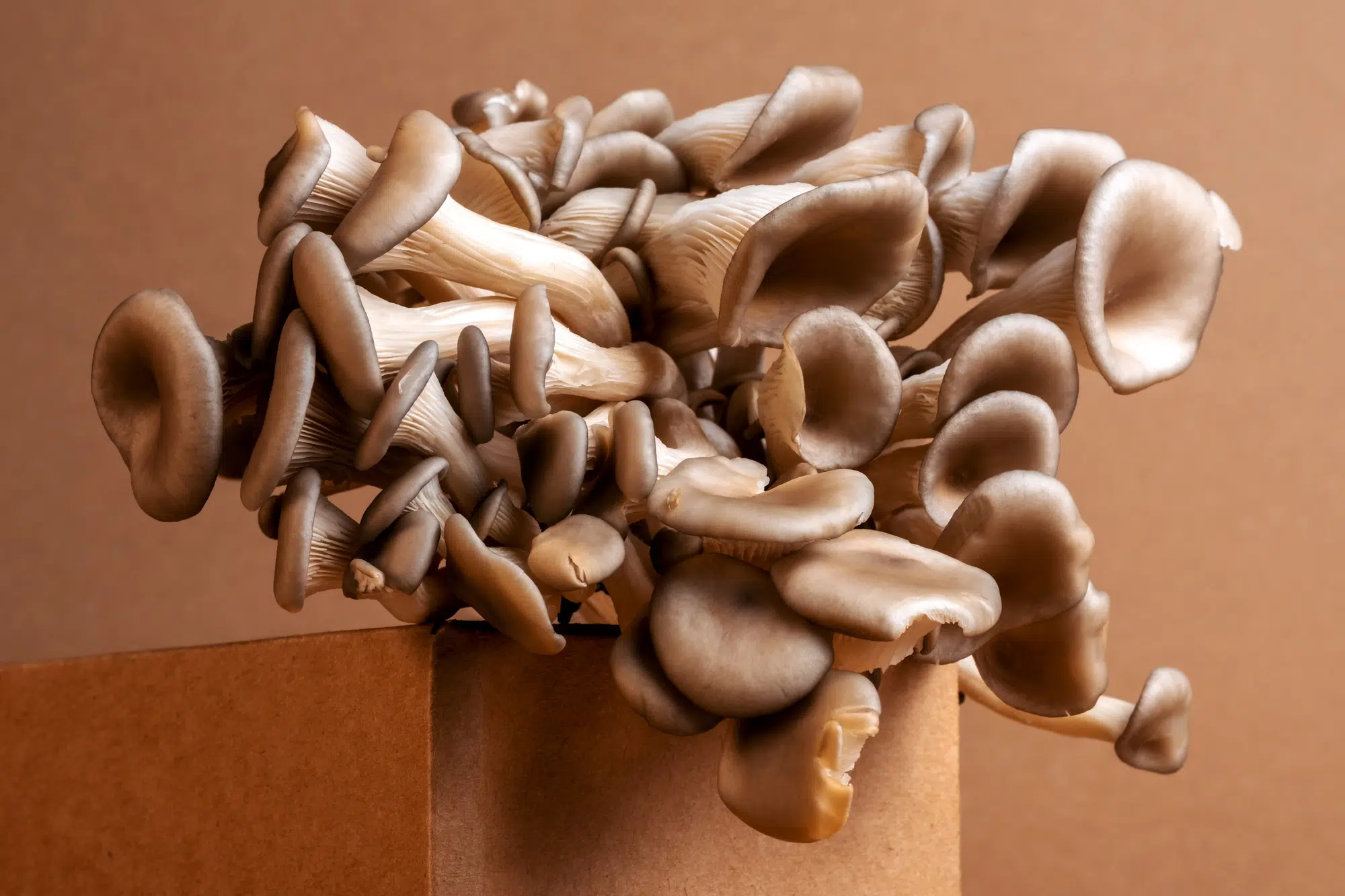 champignons 