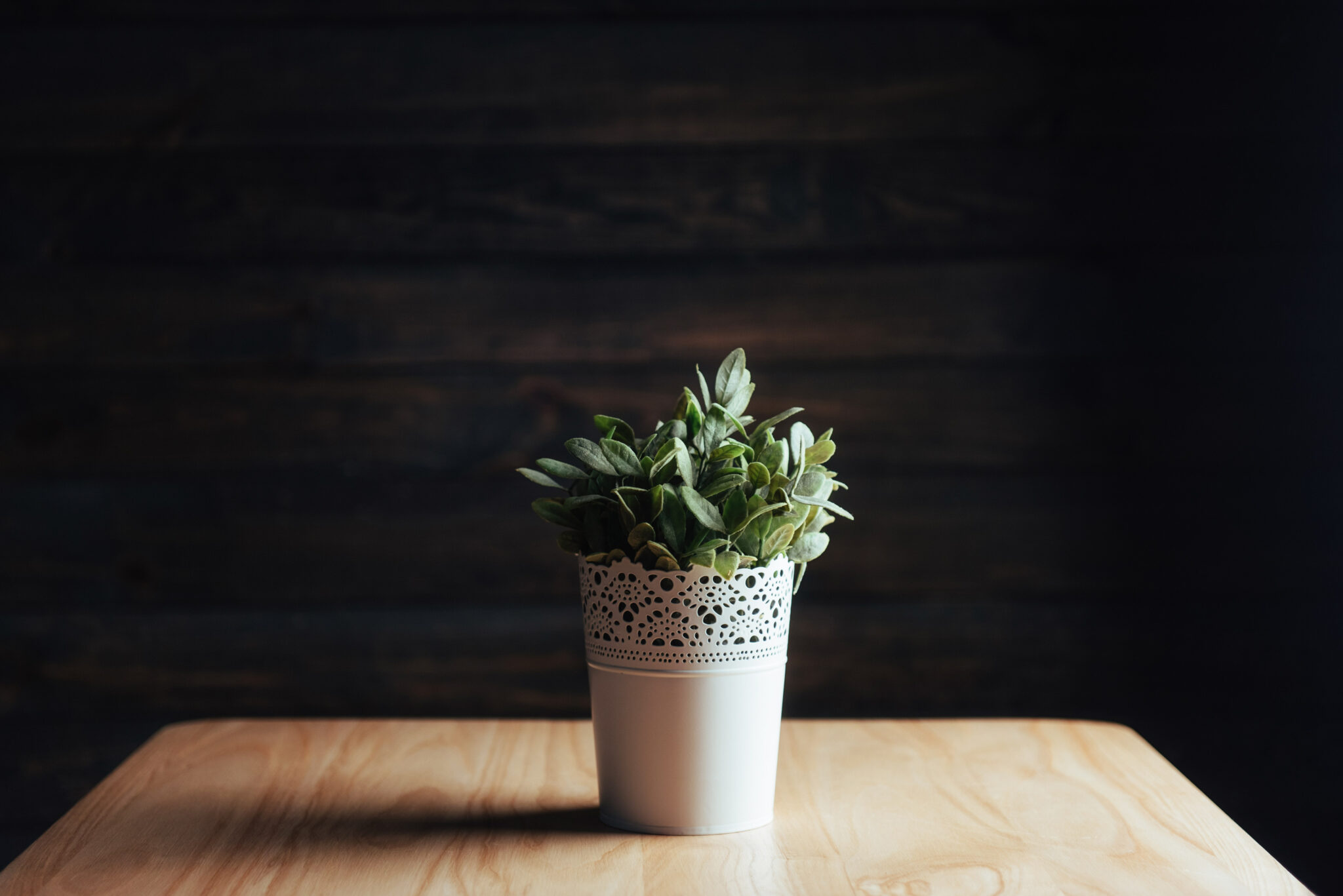 plante qui porte malheur