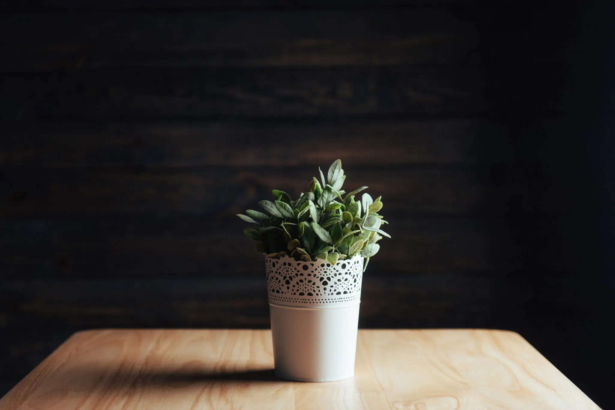 plante qui porte malheur